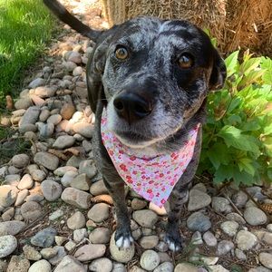 Over the collar bandana